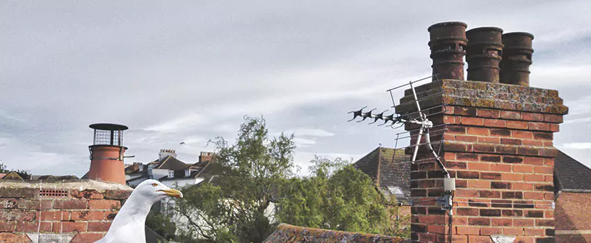 Chimney Cleaning And Restoration in New Hope, Minnesota